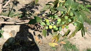 Anjeer fruit cultivation in Anantapuram district