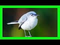 Blue Gray Gnatcatcher Song Call Sound Singing Perlita Común Canto Polioptila Caerulea mp3