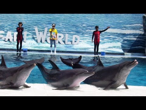 Dolphin show, Safari World, Bangkok, Full HD