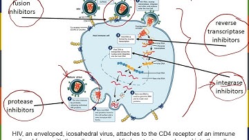 Biology2E Ch21 MChen Lecture Video Part2