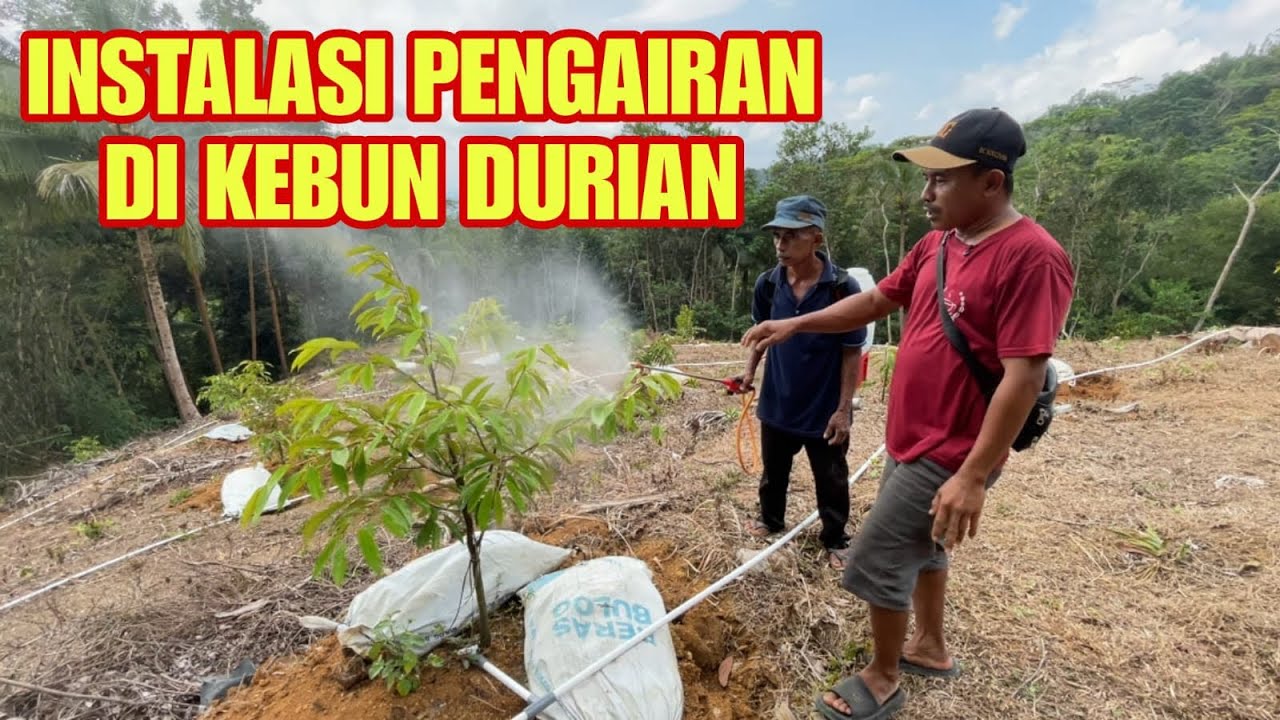 PENTING‼️UNTUK YANG BARU TANAM DI KEBUN DURIAN