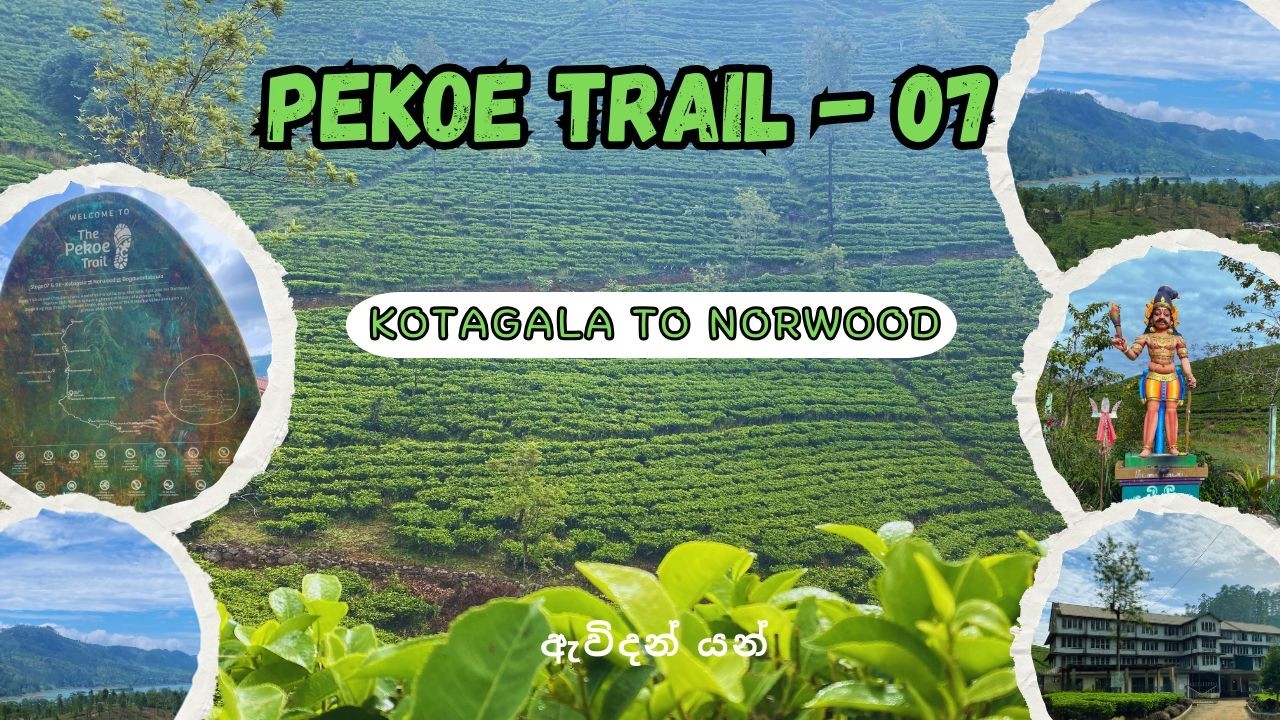 Pekoe Trail Stage 07 | Kotagala to Norwood | ඇවිදන් යං |#srilanka |#pekoe_trail |#travel