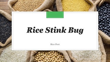 Rice Stink Bug - IPM Group Project