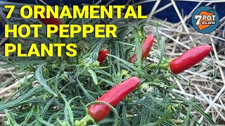 Dawn of the Seven: 7 Ornamental Hot Pepper Plants in Our Garden
