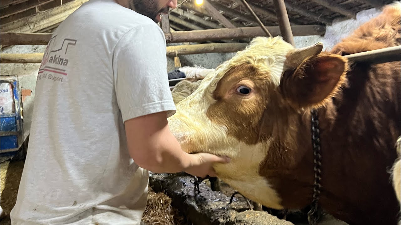 Düvemizi Kestik! Yeni Kurbanlık Aldık Kurbanlıklarımızın Kiloları Hisse Fiyatlarımız Belli Oldu 