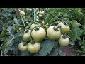 Ведро помидоров с куста! Помидоры в открытом грунте! Урожай 2019