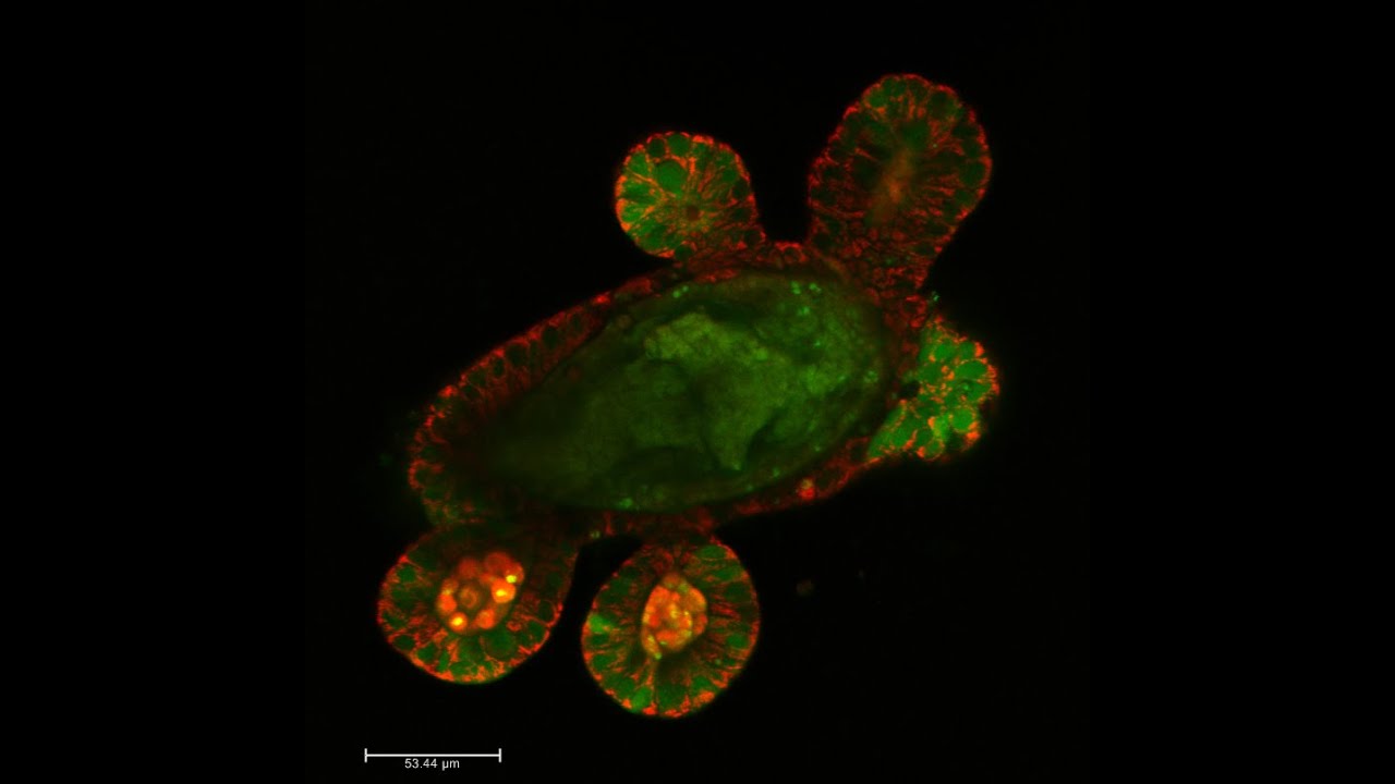Second HSR Research Symposium about Organoid Culture: New In Vitro Models of Development and Disease