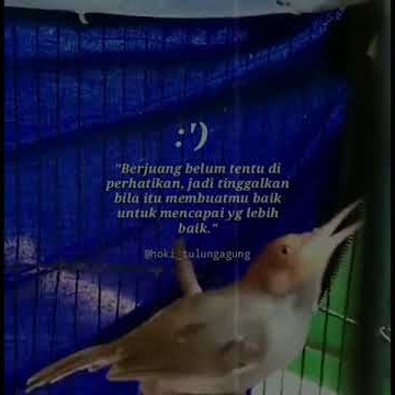 story'wa kicau mania||Burung prenjak||kata' Bijak
