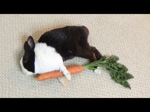 sleeping-rabbit-protecting-his-carrot