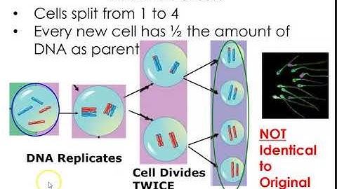 Human Biology Lecture: Chapter 7- Cellular Basis of Inheritance (Meiosis)