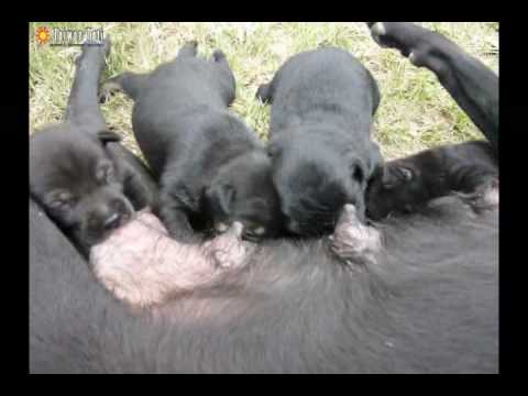 1005 聖山台灣土狗待認養 Youtube