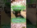 「なんで初めて誠子のベッドで寝る男あんたやねん」ＷＷW#水曜日のダウンタウン#検証動画#検証#説検証#浜田雅功#松本人志 #shorts #funny #お笑い#面白集#面白い#神回