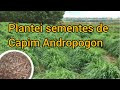 Plantei sementes de capim Andropogon para fazer um teste de germinação (parte 1) #capim #sertão