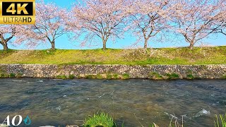 [Звук воды/исцеление] Красивые цветы сакуры и горный ручей (во время работы, учебы, сна)