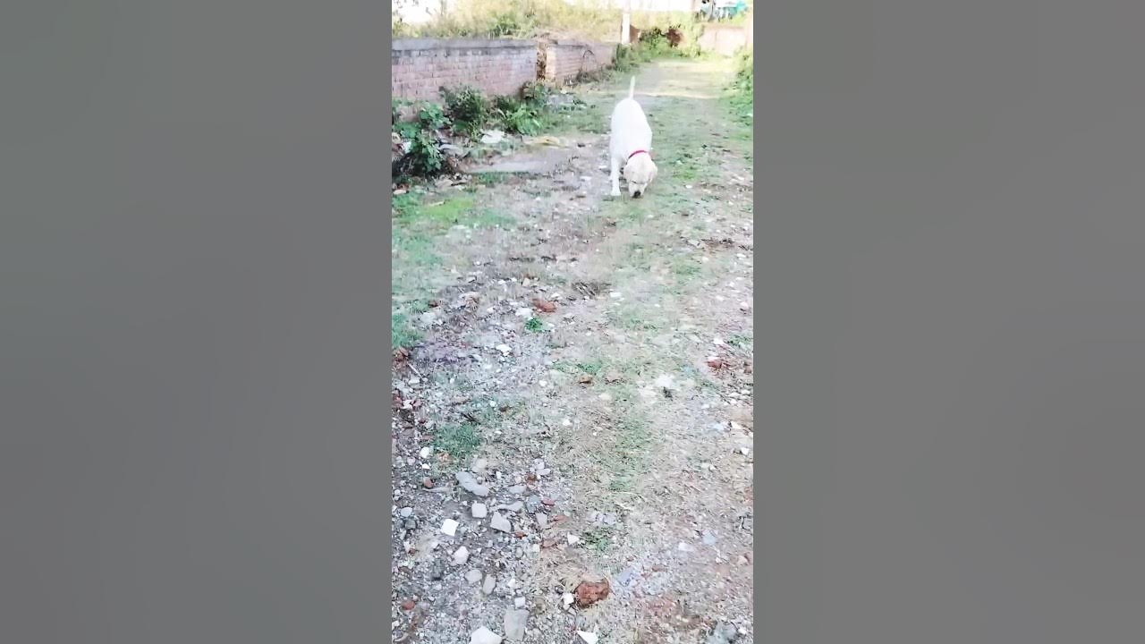 My boxie is very smart dog dog viral short smartdog youtube