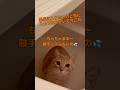 勝手に入らないで笑笑 #ちゃちゃまる #cat #catvideos #猫 #風呂キャンセル界隈 #チョコプラ