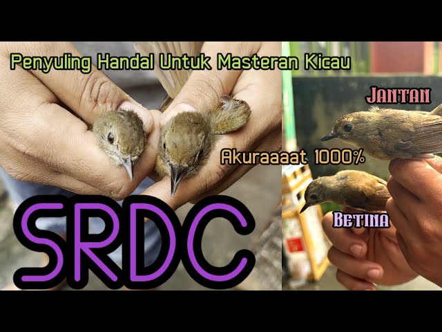 SRDC || Review Perbedaan Jantan/Betina Dari Ciri² Fisik nya,Si Penyuling Handal Untuk Masteran Kicau class=