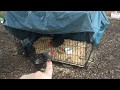 Stop Bullying UPDATE - Mean Alpha Hen in Chicken Quarantine