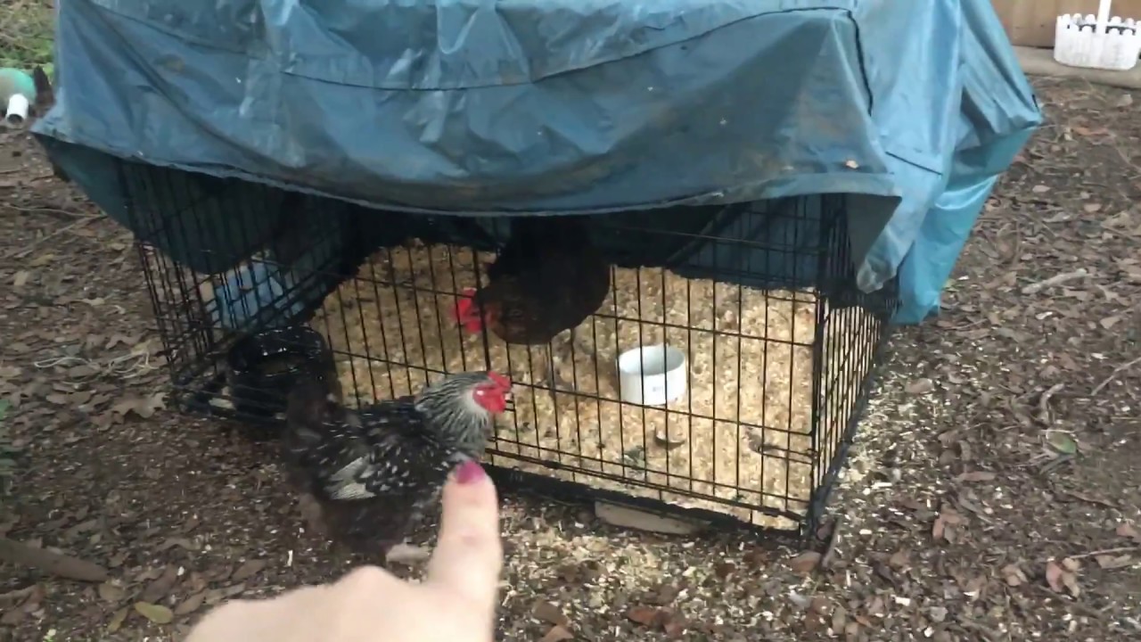 Stop Bullying UPDATE - Mean Alpha Hen in Chicken Quarantine