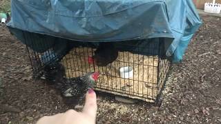 Stop Bullying UPDATE  Mean Alpha Hen in Chicken Quarantine