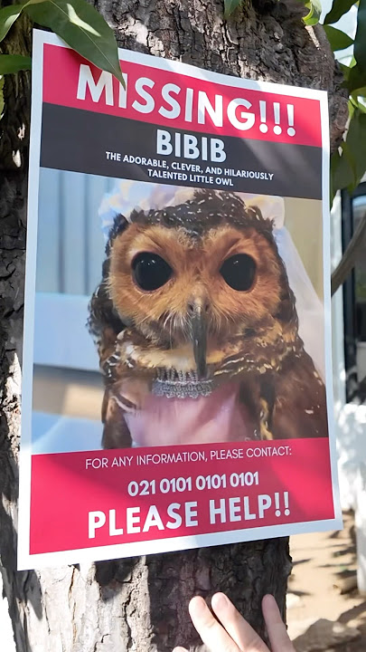 Bibib is missing!!😭😱💔