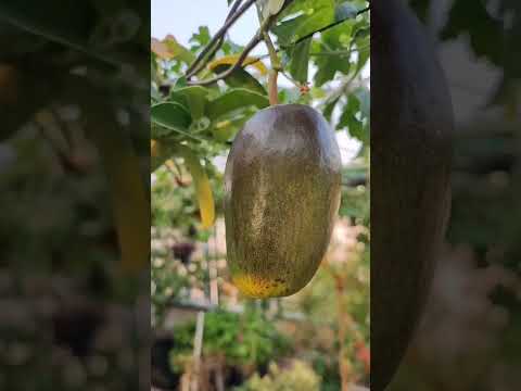 Video: Stephanotis Flowers - Información sobre la planta de interior Stephanotis Flower