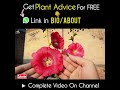 How much Sun Hollyhock Flower Plants Likes?