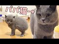 パパ猫と初対面した子猫の反応がこちらです…