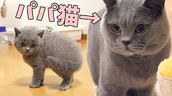まんまる猫 つむチャンネル Youtube まんまる猫 つむチャンネル Youtube