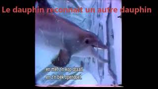 Download lagu Le test de la tâche chez le dauphin Le test de la tâche chez le dauphin