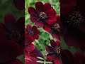 Chocolate Cosmos Cosmos atrosanguineus