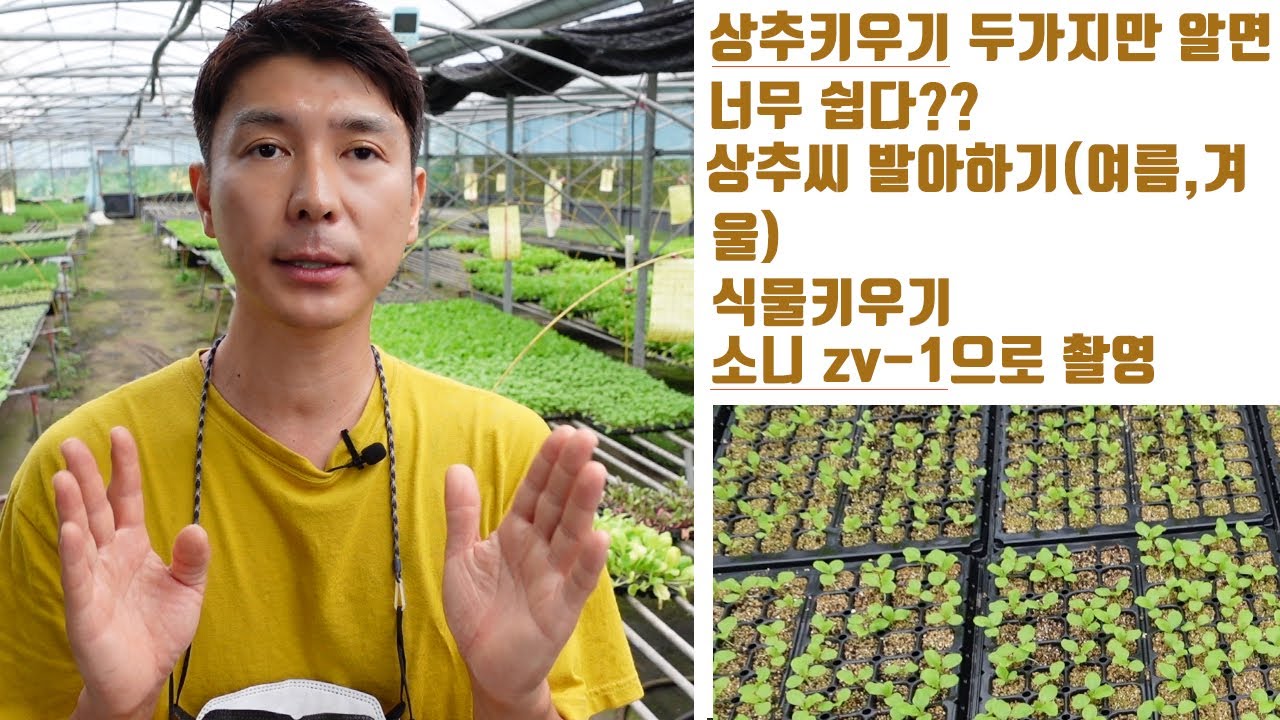 상추키우기 씨앗 발아 시키기 베란다 식물키우기 소니zv-1촬영 웃자람 식물 물주기 growing lettuce