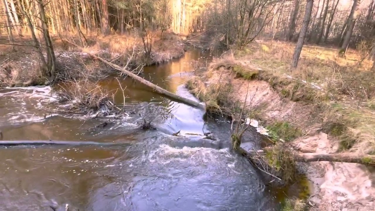 Eksploracja rzeki Gilówki w Lasach Janowskich