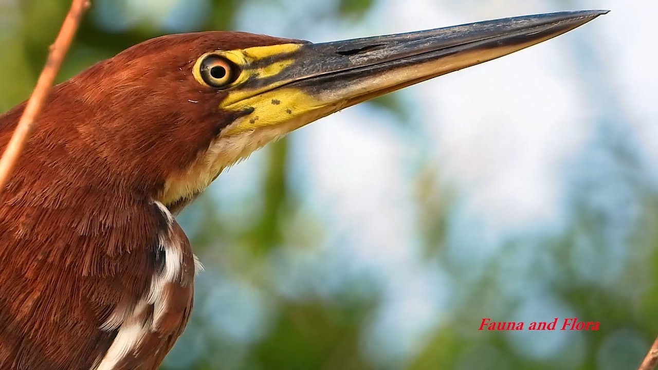 RUFESCENT TIGER-HERON close (TIGRISOMA LINEATUM), SOCÓ-BOI, BIRDS FROM FLOODED REGIONS.