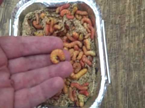 Butterworms from PremiumCrickets.com 