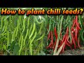 miris wagawa මිරිස් වගාව how to grow Chili home gardening Organic chilli cultivation sinhala wagawa