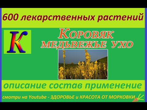 коровяк медвежье ухо