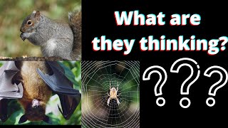 What Are ANIMALS THINKING? / Crazykid949 / Stand Up Comedy