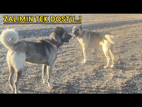 ZALIM VE DOSTU