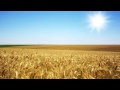 Light breeze field sound fx