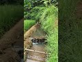 Feeding Fish with Leaves in a Quiet Village 🌿🐟