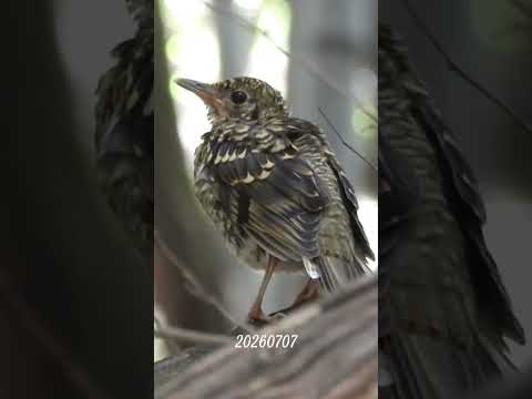 이소 7일차 호랑지빠귀 유조 소리(call)