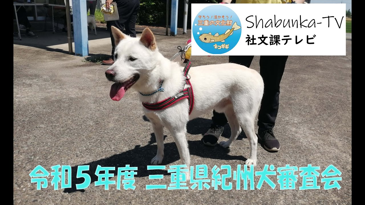 令和5年度三重県天然記念物紀州犬審査会 - YouTube