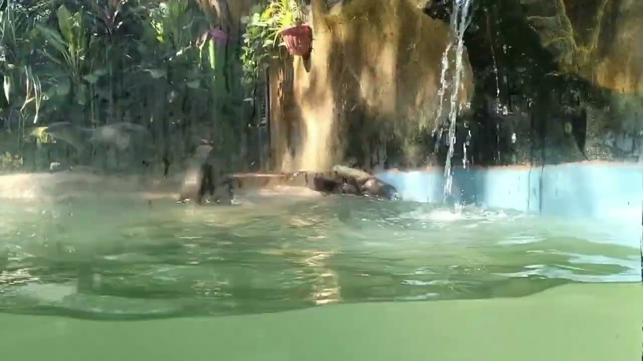 Syakila Goes to Kebun Binatang Surabaya