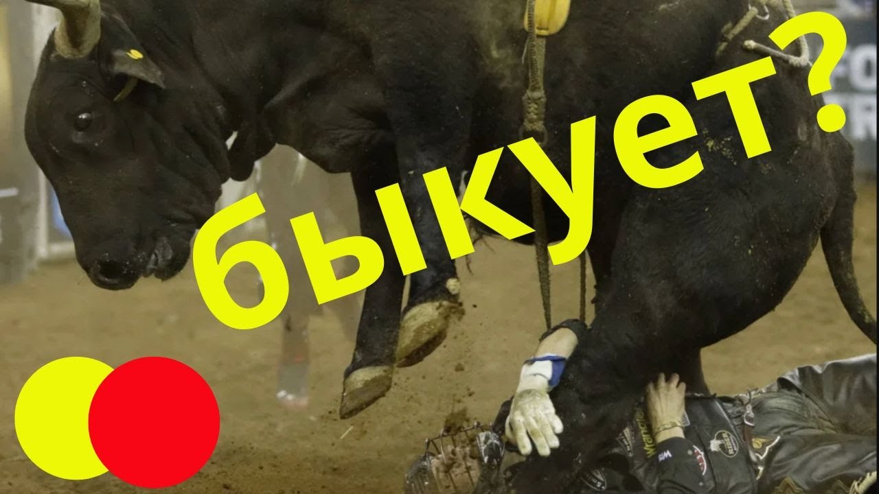 как быкуют в Дагестане - YouTube