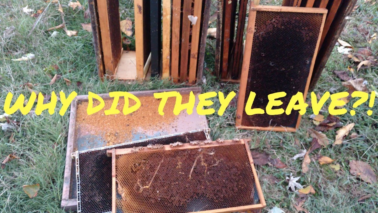🔵Why do bees leave/abscond in fall and leave their honey? - YouTube