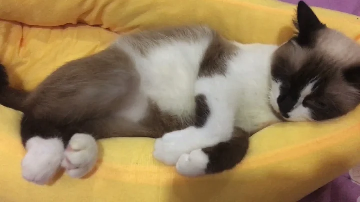 Watch the video about April the Snowshoe Cat napping