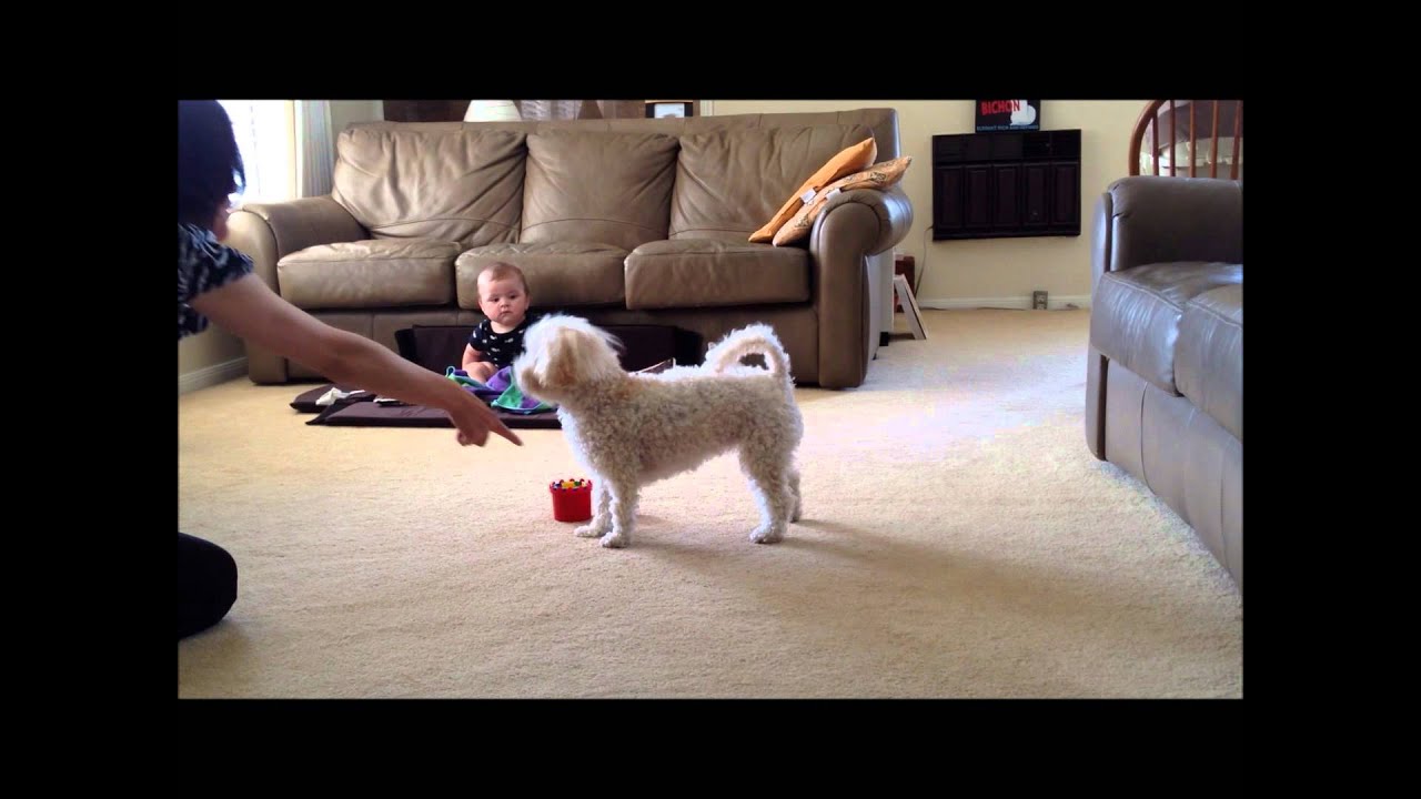 Stacking Cups Dog Tricks YouTube