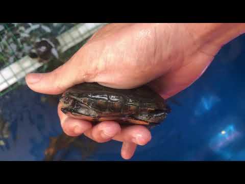 Video Bể rùa cộng đồng ngoài trời của học sinh lớp 7 | chia... - YouTube