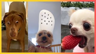 Funny & Cute Dogs 🐕︎ #Shorts #dog ep90